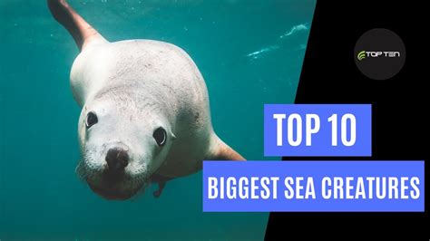 Top Biggest Sea Creatures Ever Caught Ocean Monsters Youtube