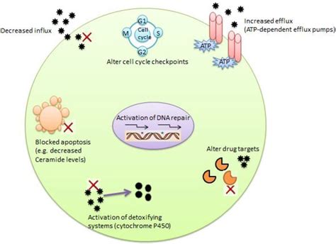 Several Mechanisms Of MDR In Cancer Cells MDR Can Occur In Cancer Cells