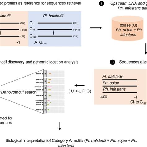 The Flowchart Representation Of Methods Followed In The Current Study