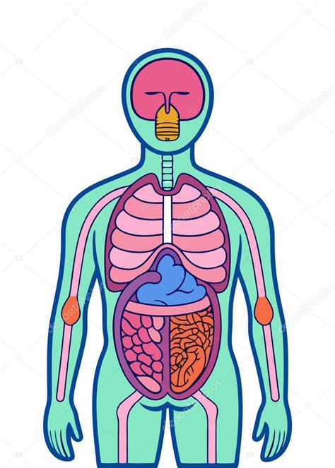 Rganos Internos Del Cuerpo Humano Anatom A Rganos Internos