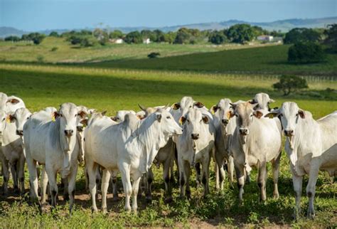 Eficiência reprodutiva em bovinos de corte como melhorar