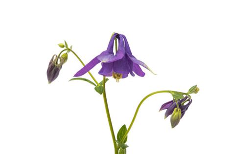 Aquilegia Images – Browse 19,109 Stock Photos, Vectors, and Video ...