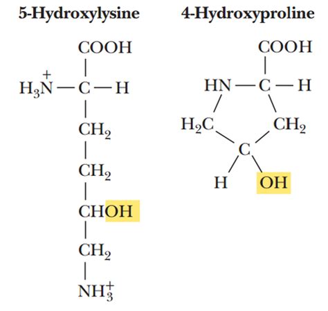 Ch 4 Amino Acids And The Peptide Bond The Basics Flashcards Quizlet