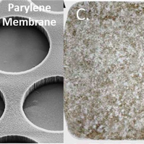 The CPCB RPE1 Implant A The HESC Derived RPE Cells Seeded And