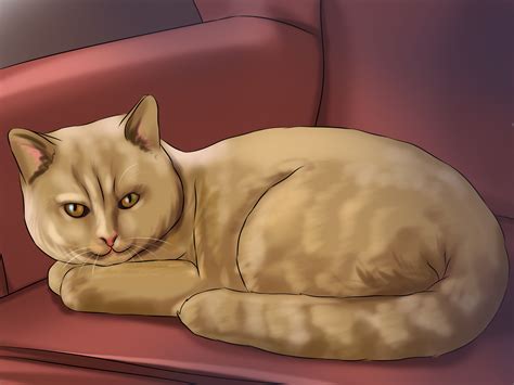 How to Buy a Pedigree Cat: 10 Steps (with Pictures) - wikiHow