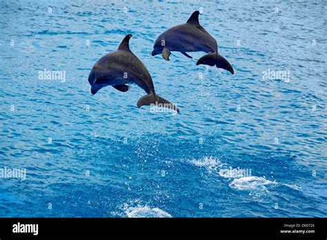 Dos Delfines Fotografías E Imágenes De Alta Resolución Alamy