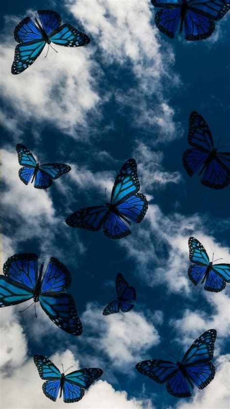 Blue Butterfly Wallpaper Aesthetic