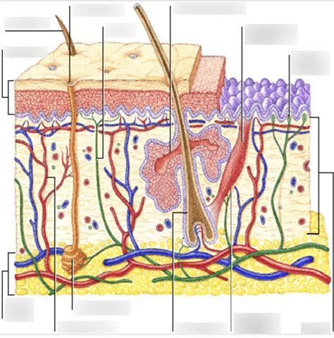 Integumentary System Diagram Quizlet