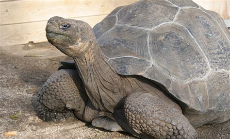 Tortuga gigante de las Galápagos Zoo Barcelona