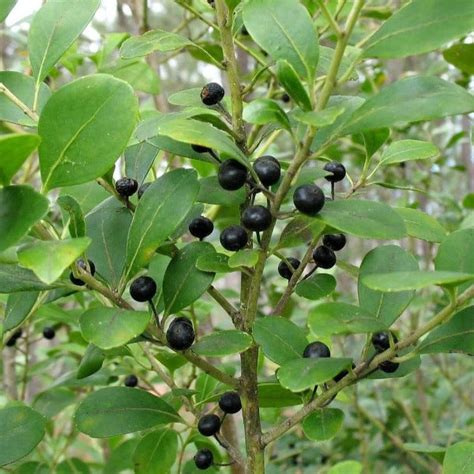 Buy Compact Inkberry Holly Online Garden Goods Direct