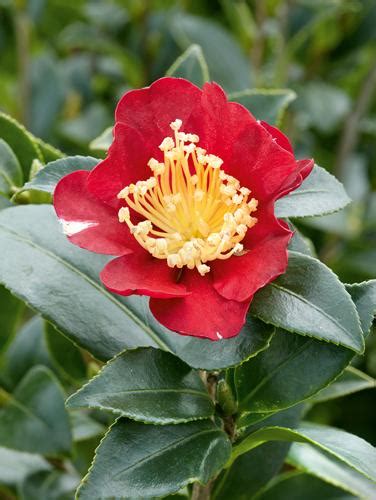 Camellia Sasanqua Yuletide Camellia From Flowerwood Nursery Inc