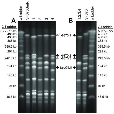 Pulse Field Gel Electrophoresis Pfge Analysis Of S Pyogenes Sf370smr