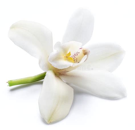 Vanilla Orchid Vanilla Flower Isolated On White Background Stock Image