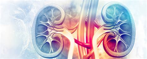 kidney  high definition uhn foundation