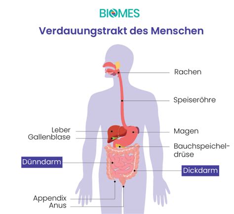 Darmentzündung Diese Symptome sind typisch BIOMES