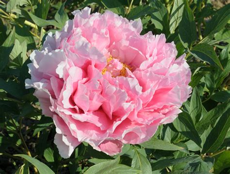 Jacqueline Farvacques Tree Peony France Halifax Perennials Inc