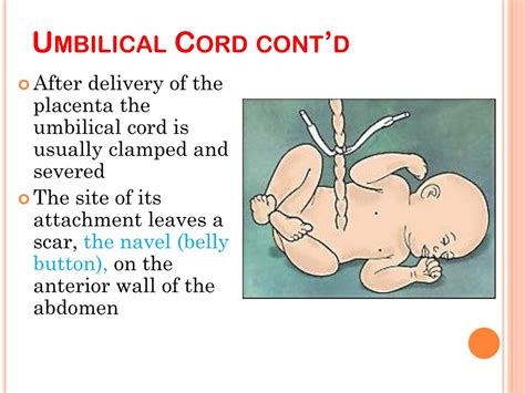 Ppt Fetal Membranes 2 Powerpoint Presentation Free Download Id2271618