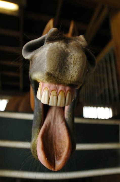 18 Pictures Of Smiling Horses That Are So Happy My Computer Is Laughing Too