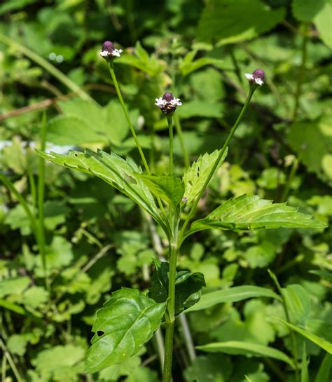 Flower of the Day: Fogfruit | Elizabeth's Wildflower Blog