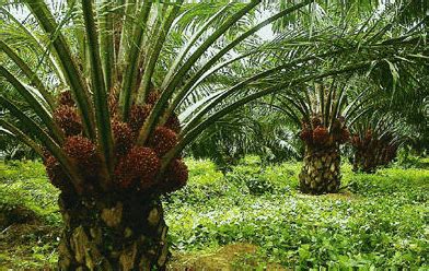 Kelapa sawit merupakan hasil perkebunan terbesar dari negara