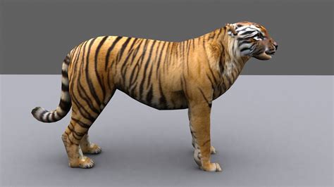 3d Model Tiger