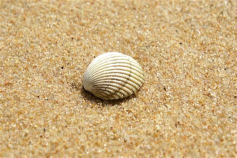 Wrightsville Beach North Carolina Shell Guide Wrightsville Beach Nc