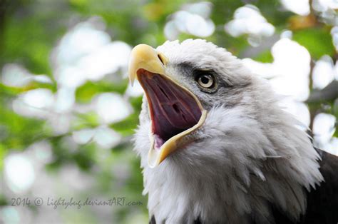 Haliaeetus leucocephalus by Lightybug on DeviantArt