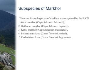 Markhor conservation and status in pakistan | PPT