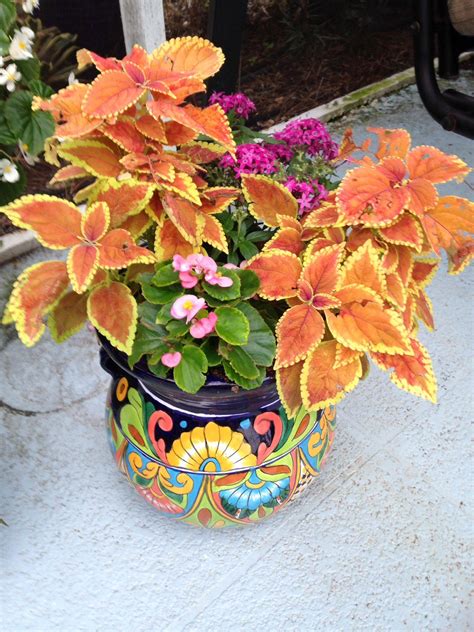 24 Coleus Container Gardening Ideas To Consider Sharonsable