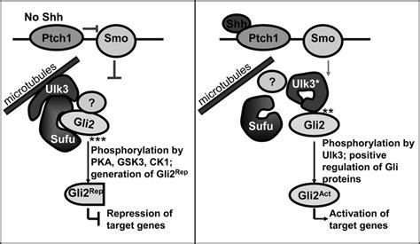 A Model Of Ulk3 Function In Shh Signaling Pathway In The Absence Of