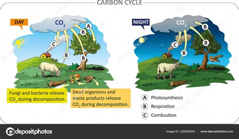 Carbon Circulation Life Processes Carbon Cycle Photosynthesis Respiration Combustion Stock