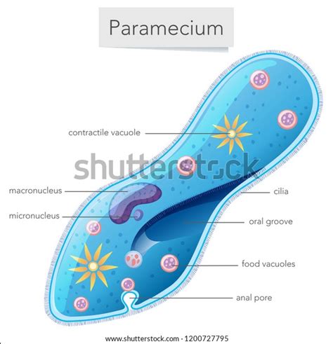 Paramecium Bacteria Science Diagram Illustration Stock Vector Royalty