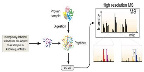 Absolute Quantification Aqua Service Creative Proteomics