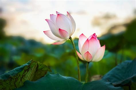 Premium Photo Beauty Two Lotus Flower Blooming In Pond And Sunset