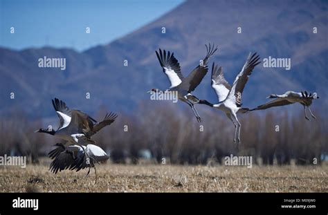 Xigaze China S Tibet Autonomous Region Th Jan Black Necked