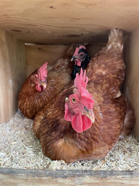 Researchers Put Tails On Chickens To Discover Walk Cycles of Dinosaurs