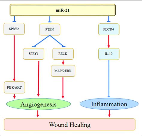 MiR 21 Regulates The Angiogenesis And Inflammation During Wound