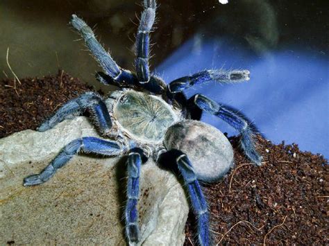 Best Ways To Feed Your Cobalt Blue Tarantulas Speed Cap