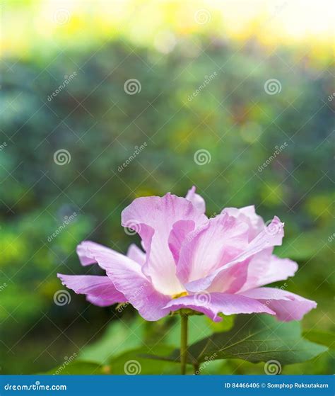 The Hibiscus Mutabilis Flower At The Garden Stock Photo Image Of