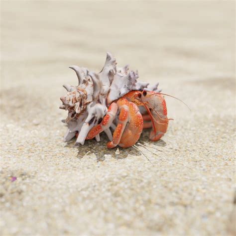 Hermit Crab Wallpapers Top Free Hermit Crab Backgrounds Wallpaperaccess