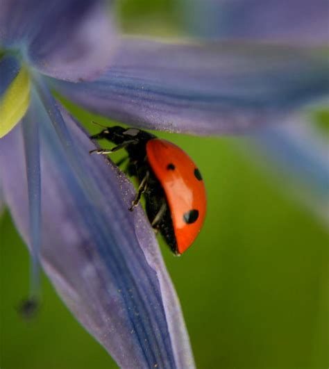 Ladybug 1 By Jordan8987 On Deviantart