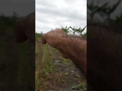 chácara toda formada e cercada de arame liso cinco piquetes preço