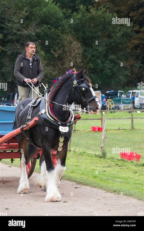 Shire Horse Pulling A Cart At Weald And Downland Open Air Museum