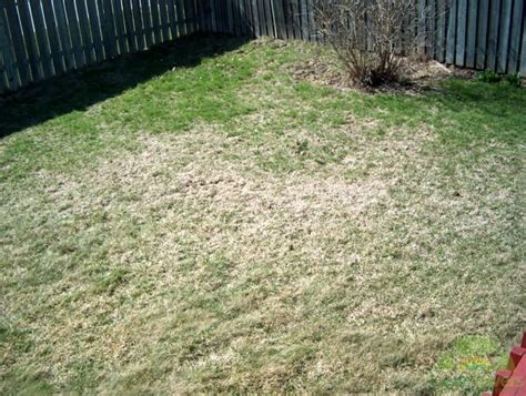 White Grubs In Your Lawn How To Repair Lawn Damage From Grubs Lawnsavers