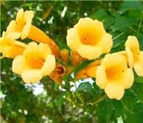 Yellow Trumpet Vine Seeds Campsis Radicans Bright Yellow