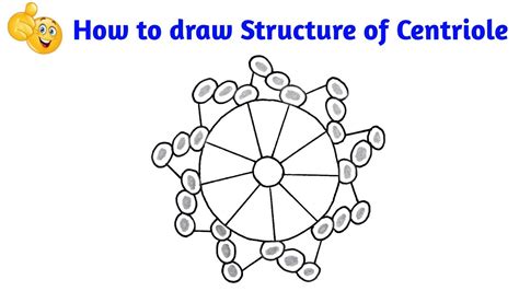 How To Draw Structure Of Centriole How To Draw Centrioles Youtube