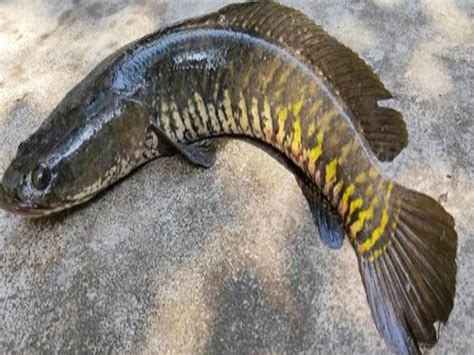 Snakehead Fish Farming স্বল্প পুঁজিতে শোল মাছ চাষ করে অধিক উপার্জন করুন