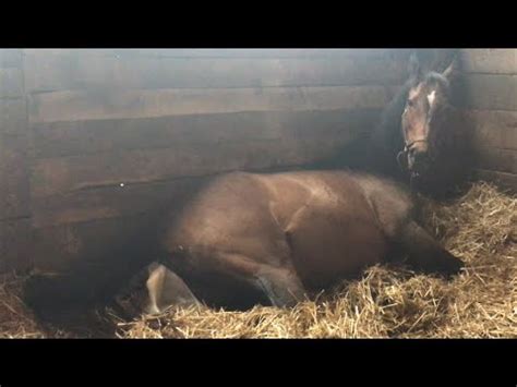 Horse Giving Birth (GRAPHIC) (Full Length) - YouTube