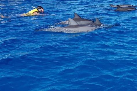 Full Day Dolphin Watching Cruise In Mauritius