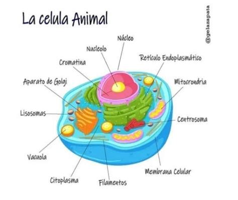 Alguien me ayuda a llenar las partes de la célula Animal porfa el que